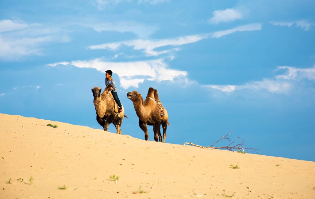gobi, dunes, nature, camels, mongolia