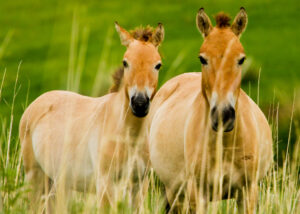 Day 4. Hustai National park and back to Ulaanbaatar