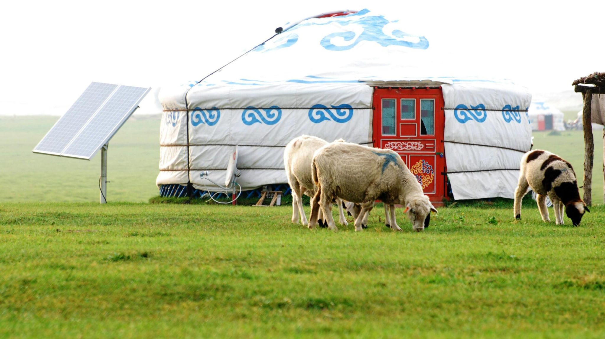A traditional yurt in a grassy field with sheep grazing and a solar panel nearby.